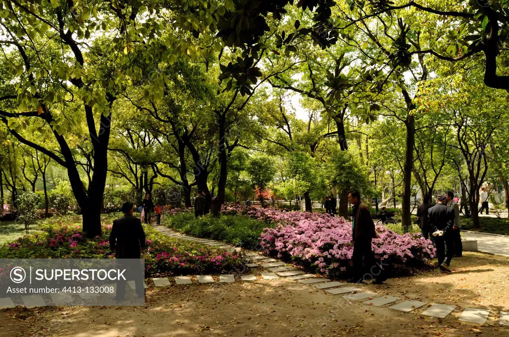 Azaleas of Japan in a public park in Shanghai China