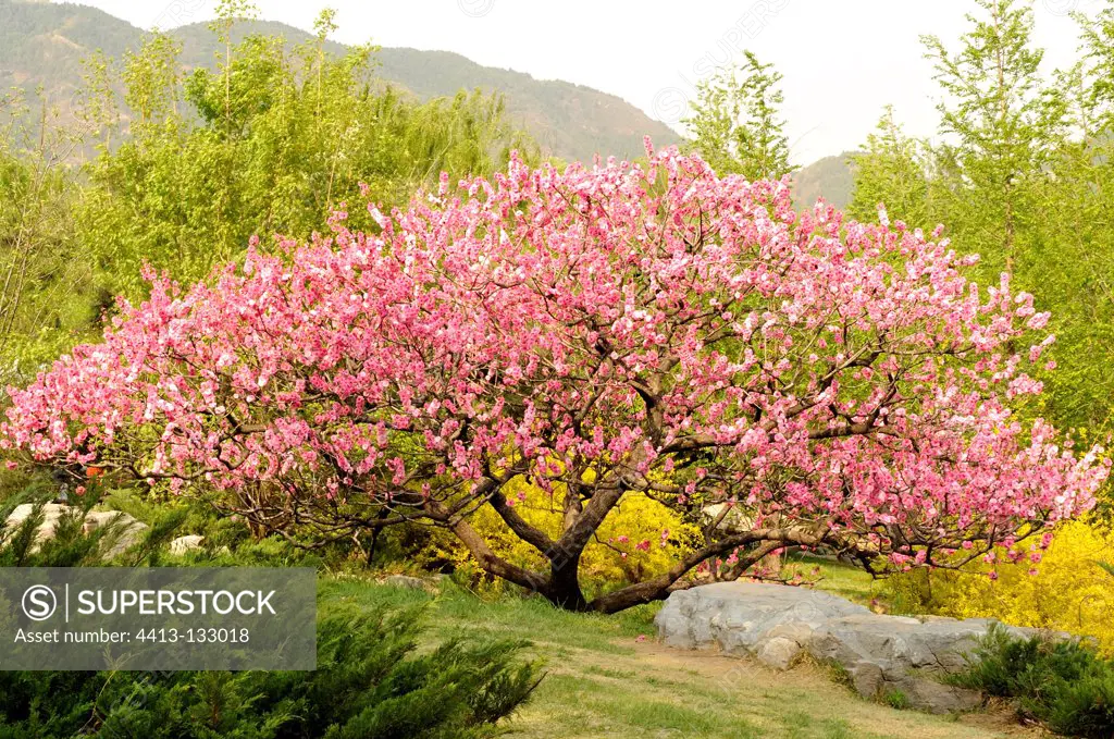 Peach blossoms in Beijing Botanical Garden in China