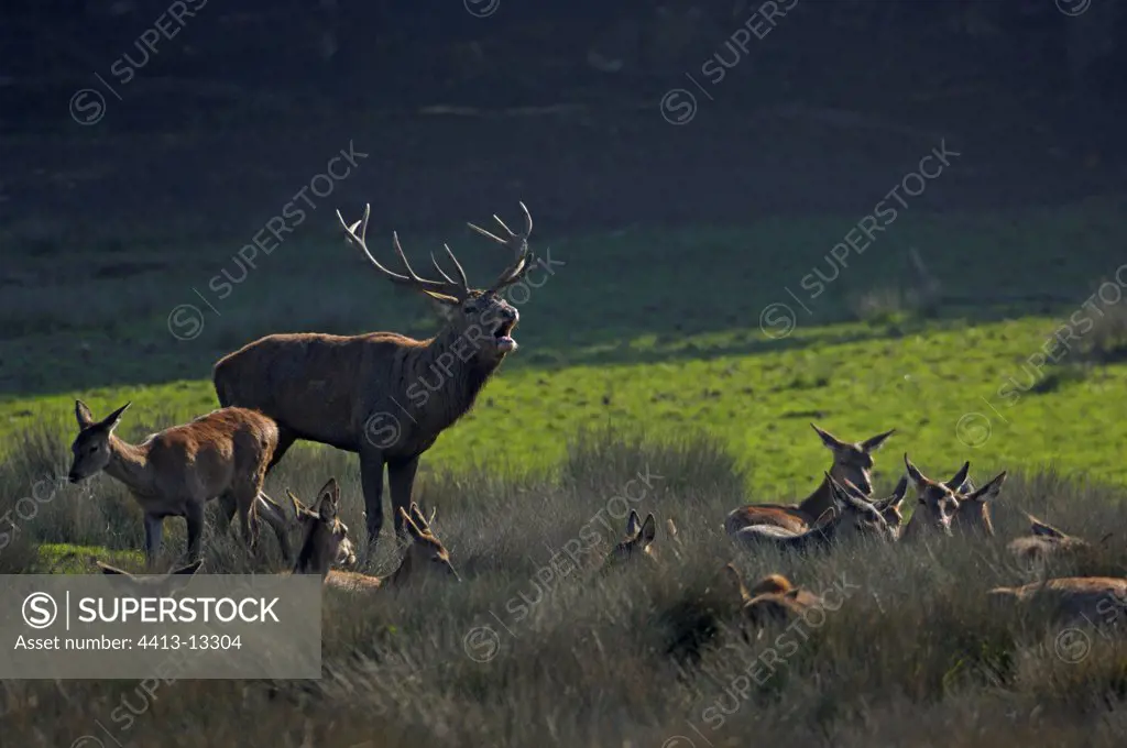 Red Deer male bellowing and harem of hinds France