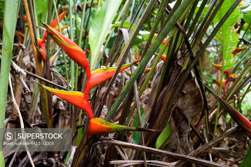 Inflorescence of Heliconia in French Guiana