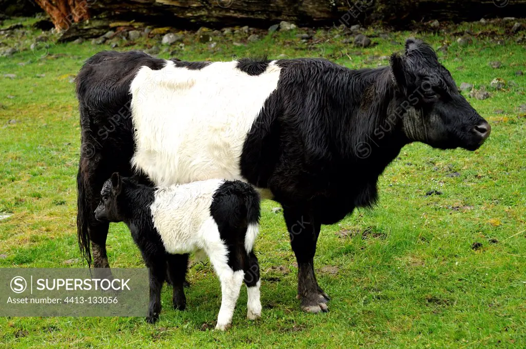 Cow Prim-'Holstein with calf in a meadow NZ