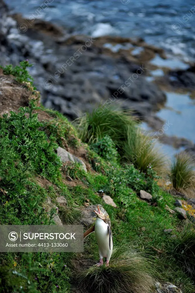 Yellow-eyed Penguin in New Zeland