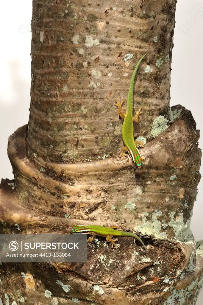Day gecko on the island of Reunion