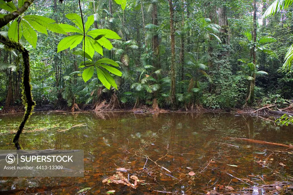 Temporary pool in Amazonian forest in French Guiana