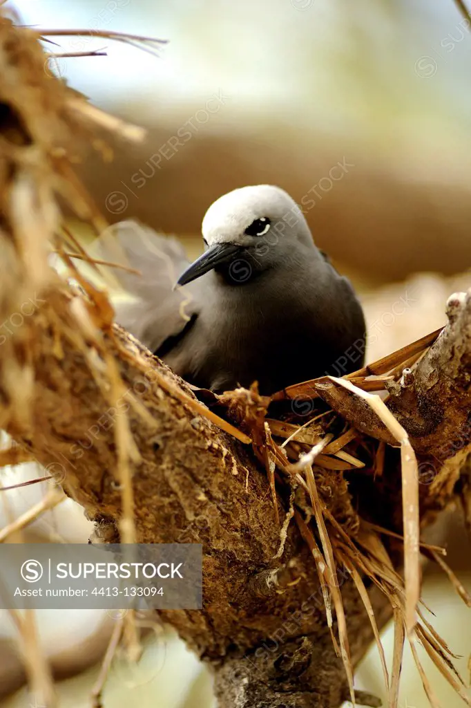 Brown Noddy at nest of Rodrigues island