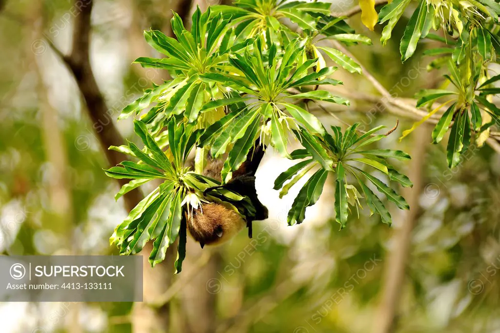 Rodrigues Flying Fox feeding on the nectar of flowers