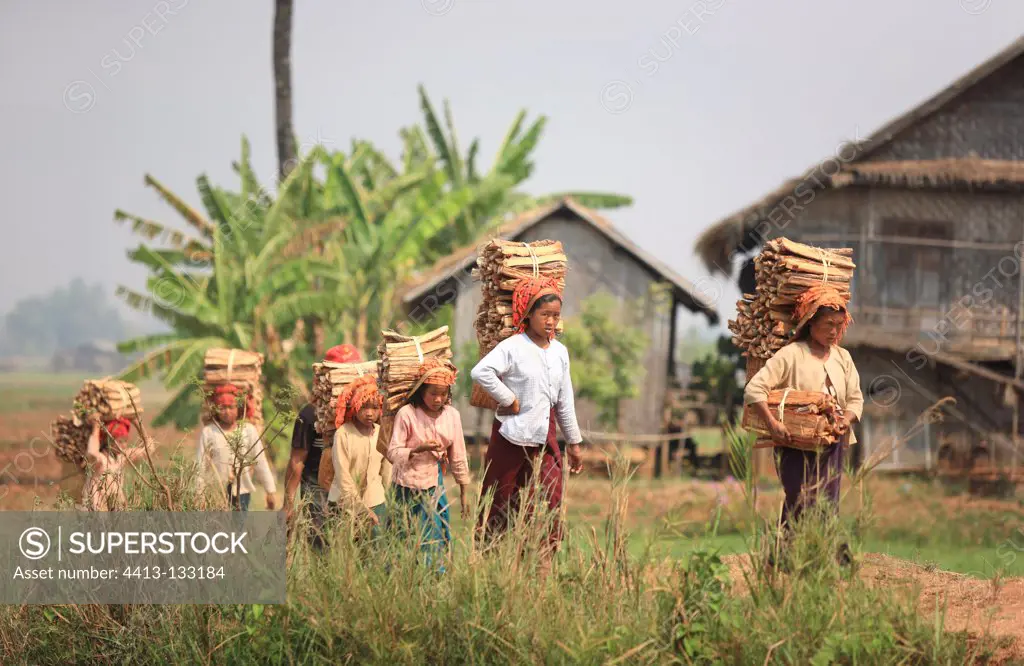Burmese women carrying firewood Burma
