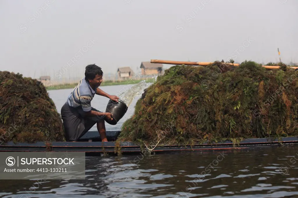 Man bailing a boat full of hornworts Burma
