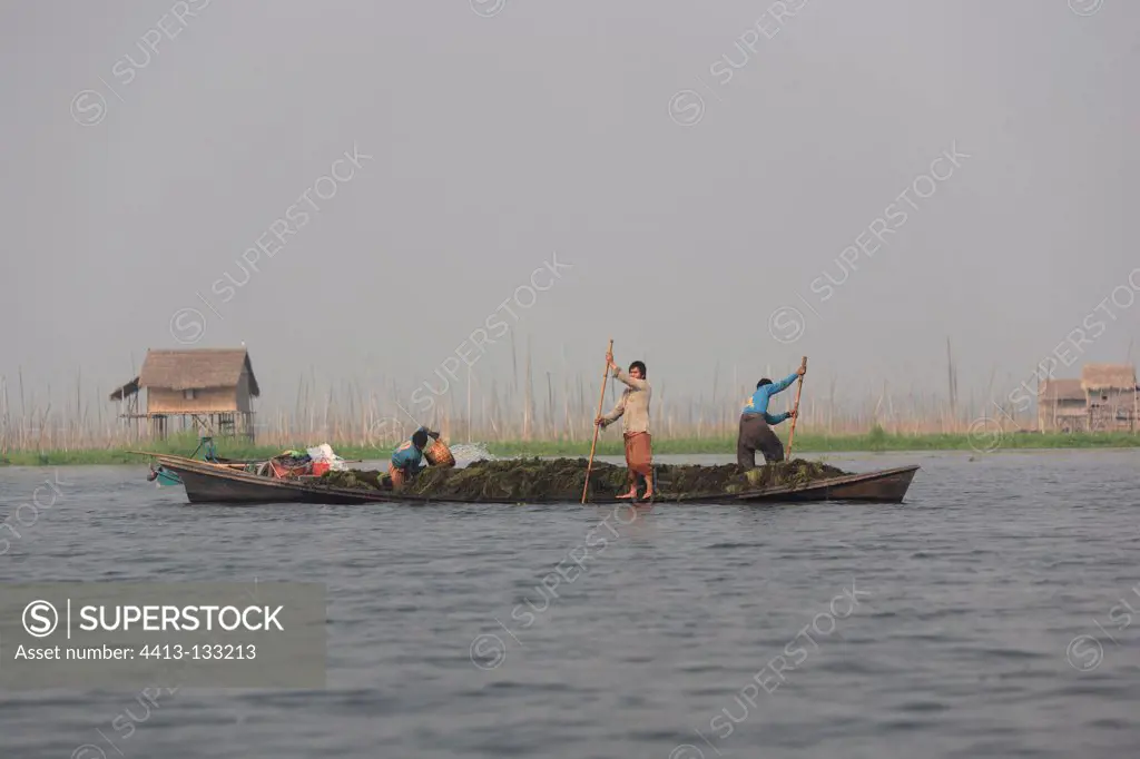 Picking up men in hornworts Inle Lake Burma