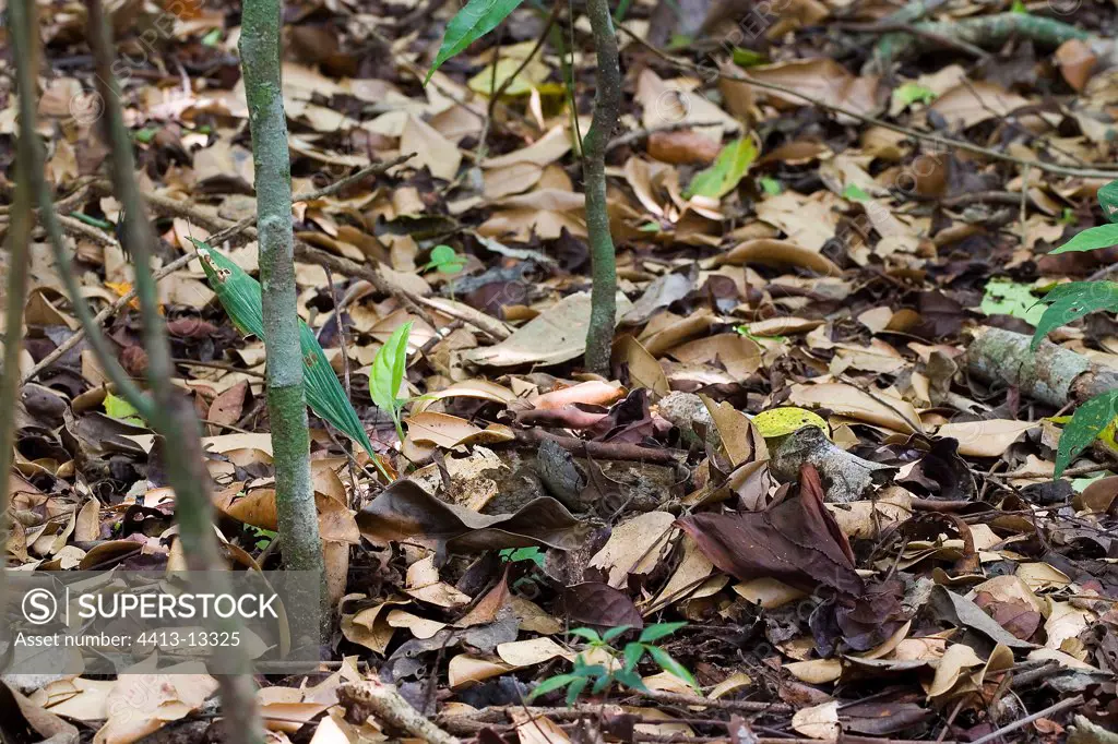 Snake Barba amarilla camouflaged in dead leaves