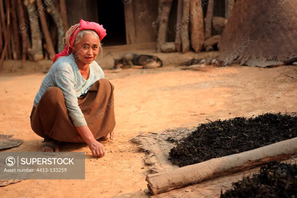 Woman dealing with the drying of tea in a village Burma
