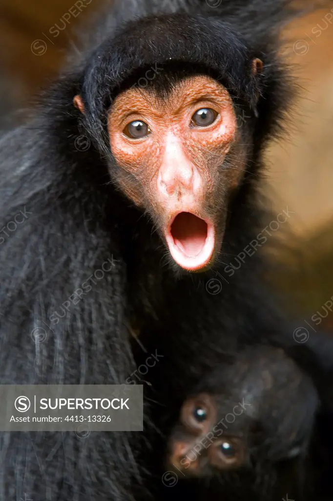 Black spider monkey female shouting with its small French Guiana