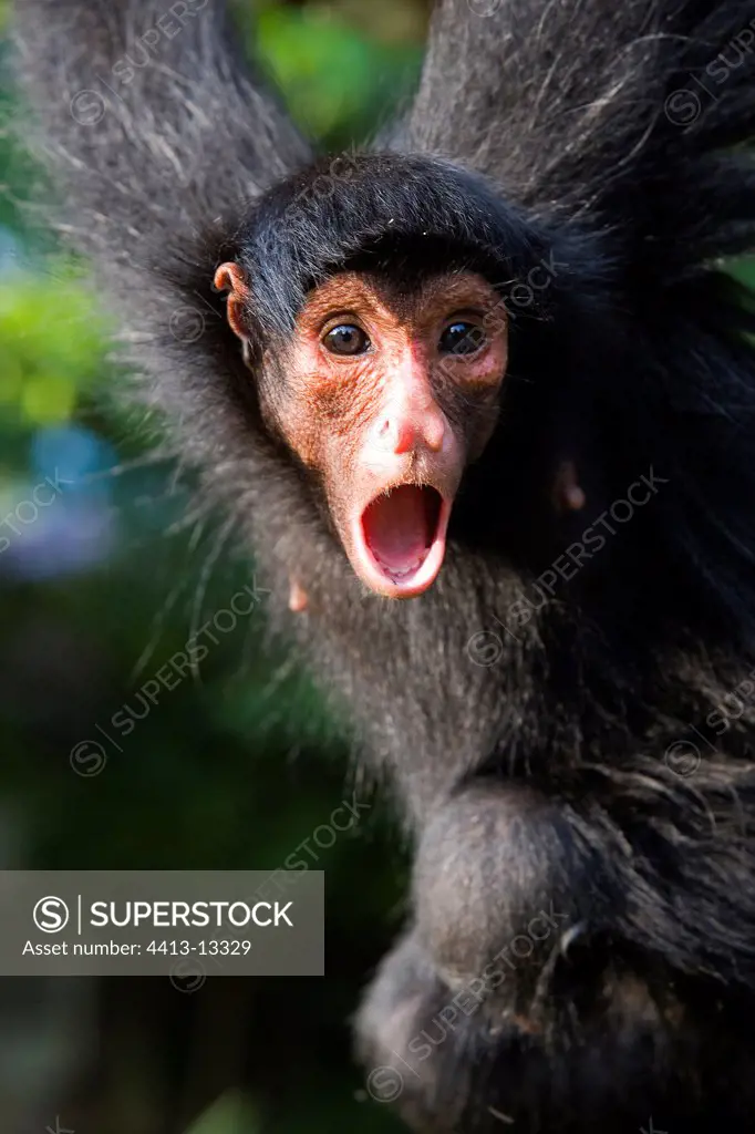 Portrait of a black Spider monkey shouting French Guiana