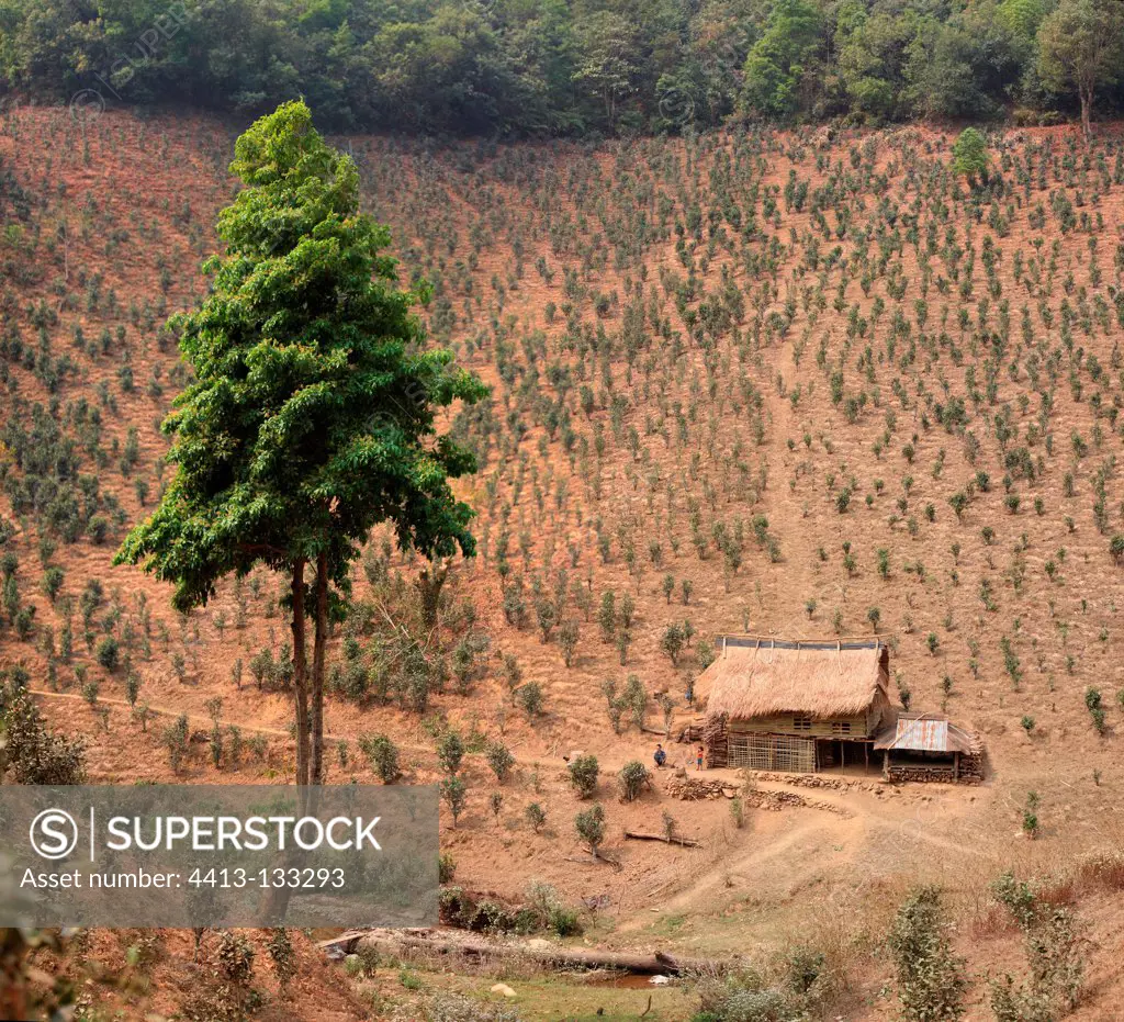 Home & Tea plantation in the dry season Burma