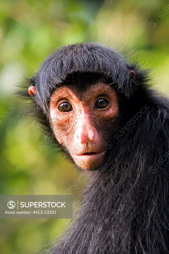 Portrait of a black Spider monkey French Guiana
