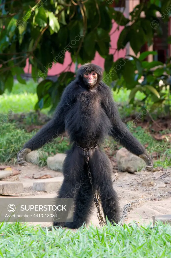 Black spider monkey connected in a garden in French Guiana