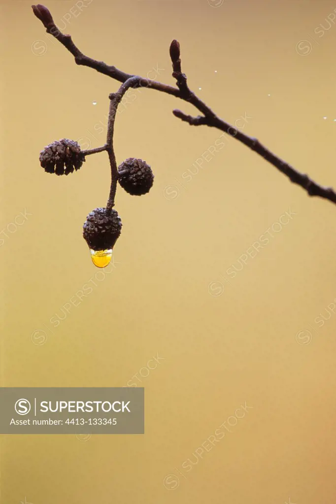 Drop of water ice and kittens Alder in Jura France