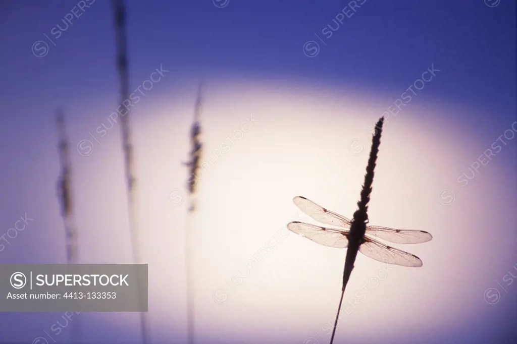 Dragonfly on the lunar sky in Doubs Valley France