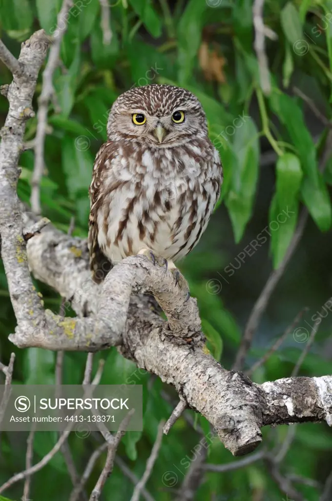 Little owl on a branch Spain