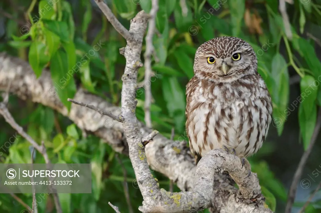 Little owl on a branch Spain