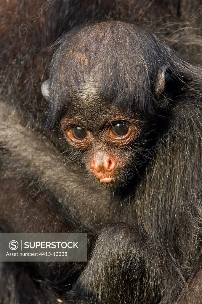 New-born child black Spider monkey in the arms of his/her mother
