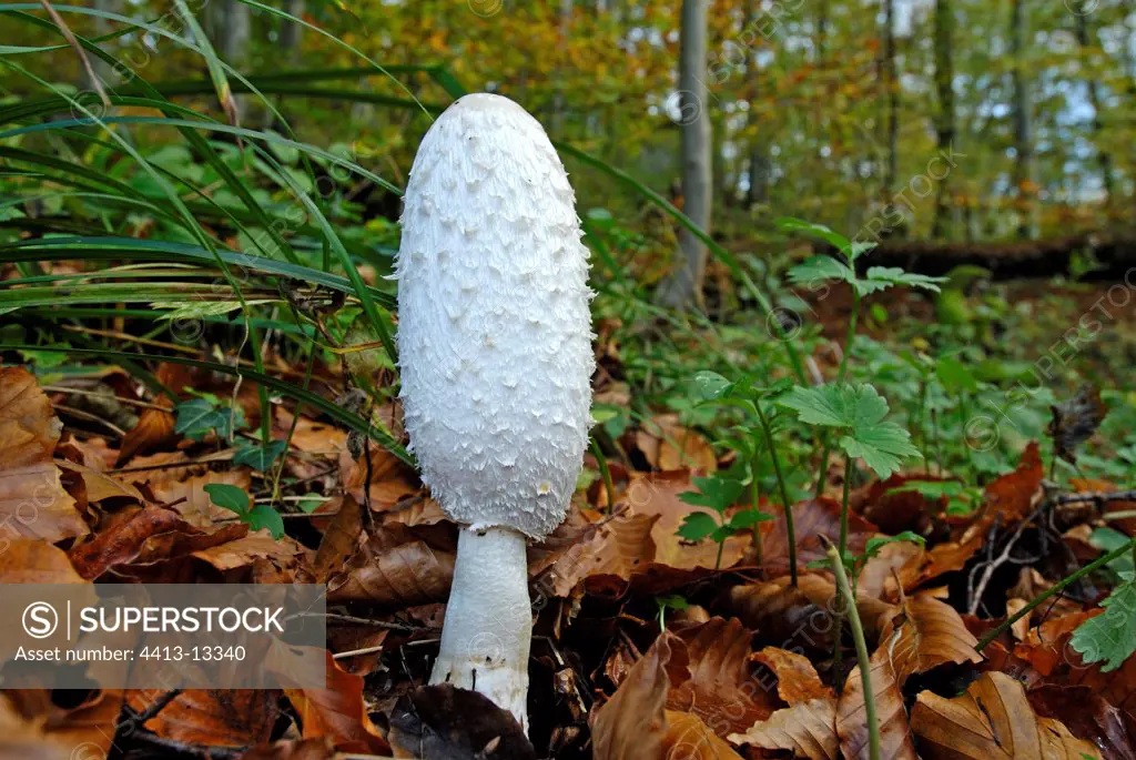 Shaggy ink cap in undergrowth France