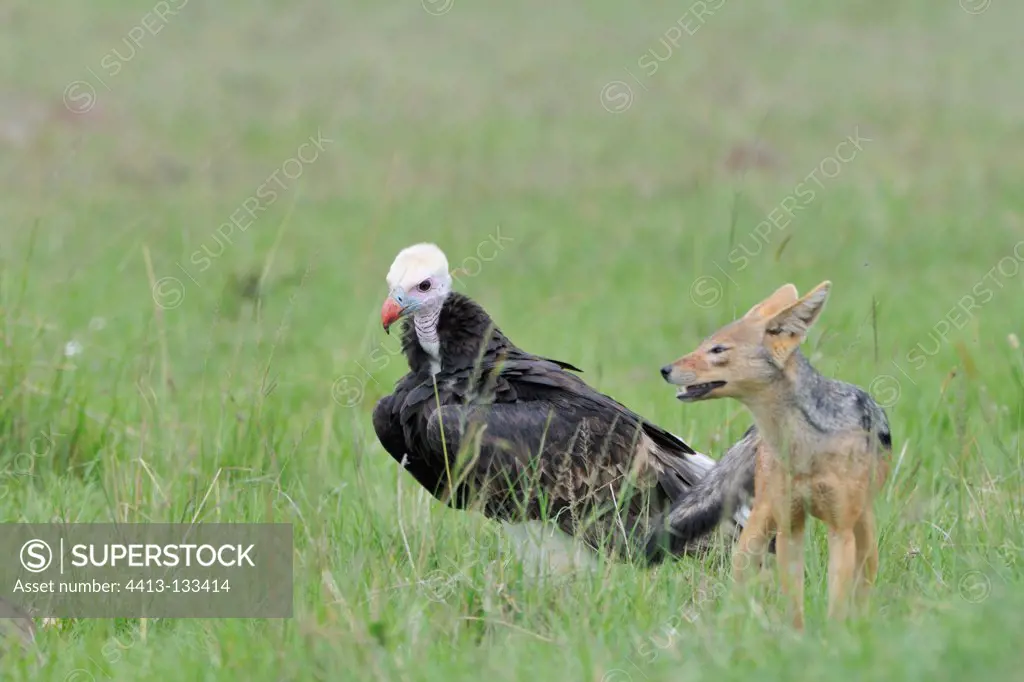 Bald Eagle and Jackal Shabrack Masai Mara Kenya