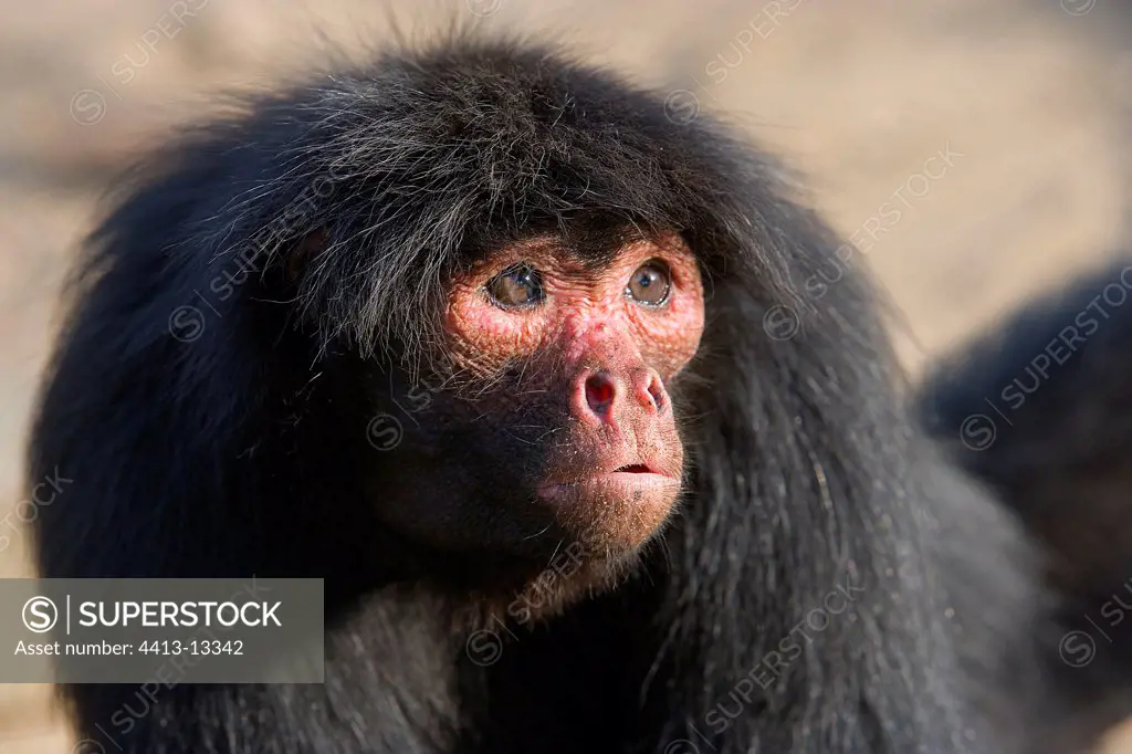 Portrait of an anxious black Spider monkey