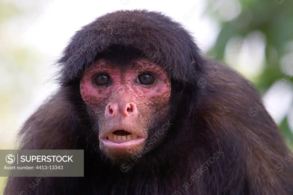 Portrait of a black Spider monkey French Guiana