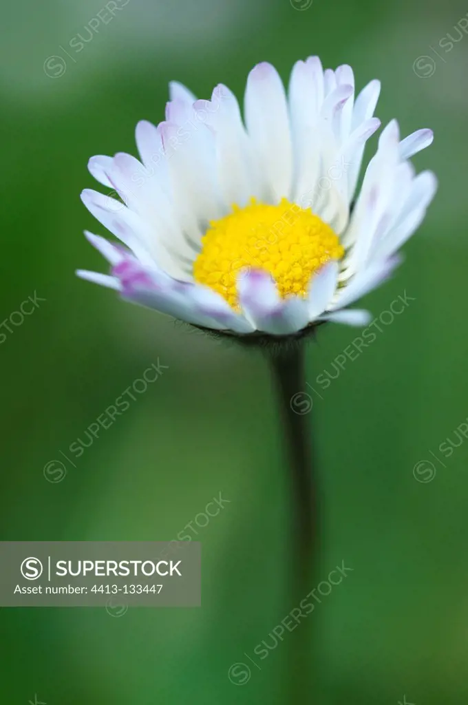 Common Daisy flower that closes the evening Auvergne