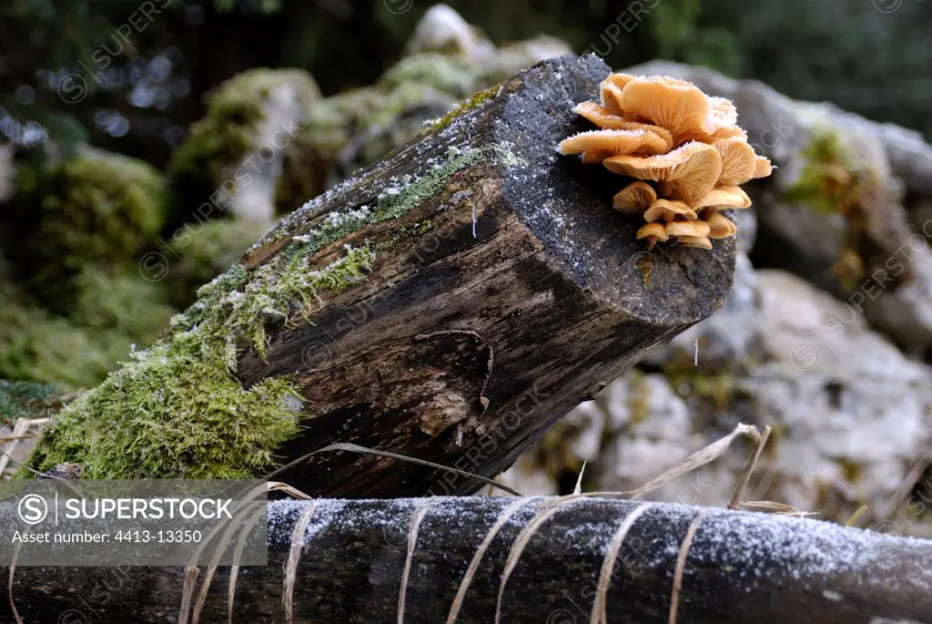 Mushrooms growing on a dead frozen wood France