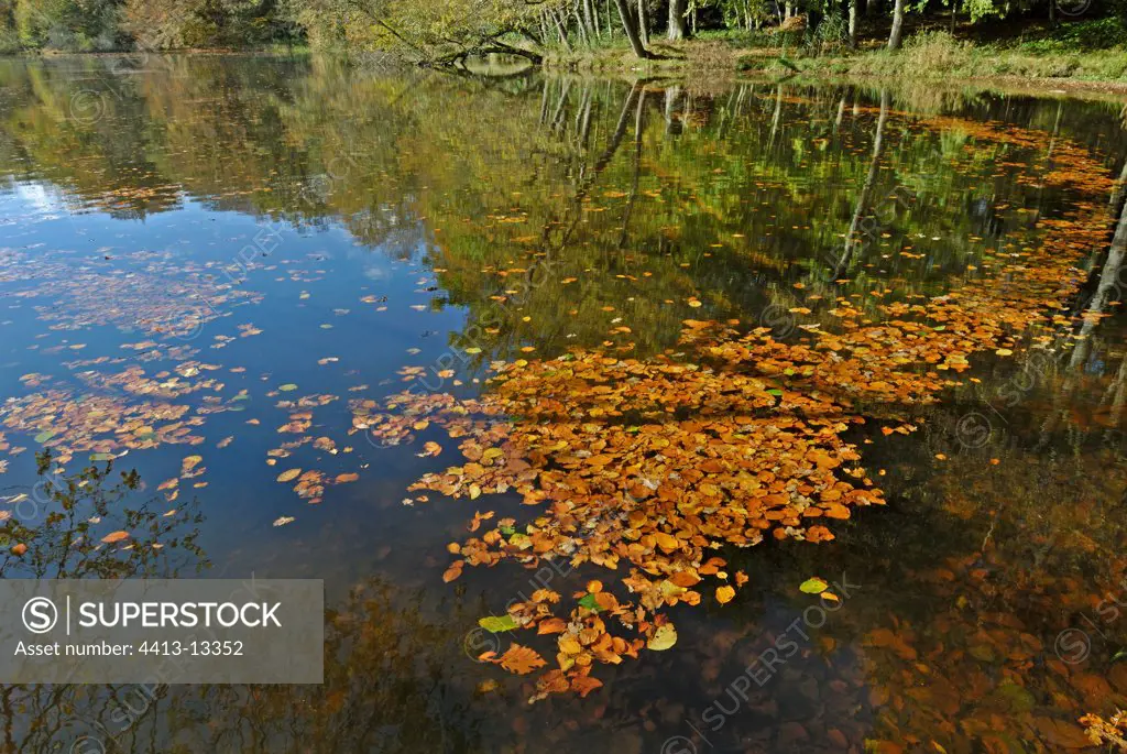 Dead leaves floating on a pond in autumn France