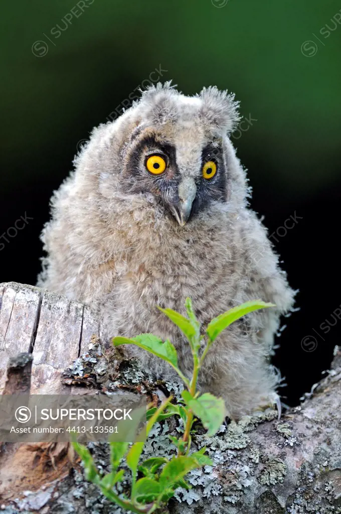 Young long-eared owl on a branch France