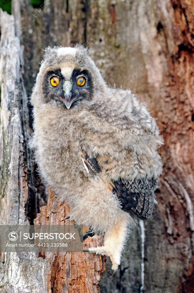 Young long-eared owl on a trunk France