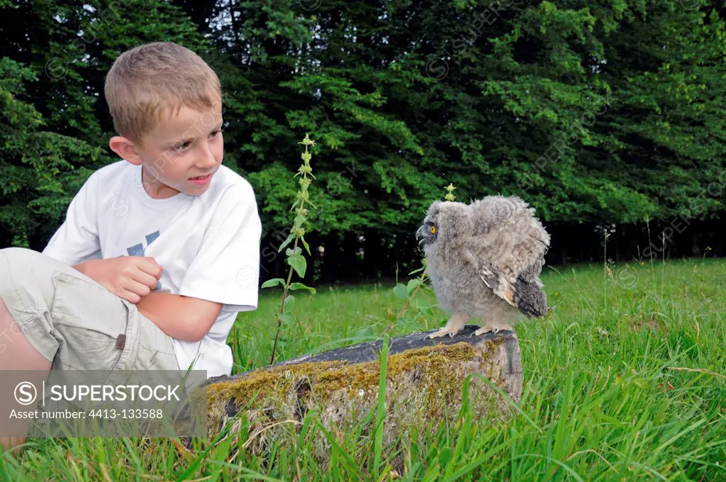 Long-eared owl in posture of intimidation against a boy