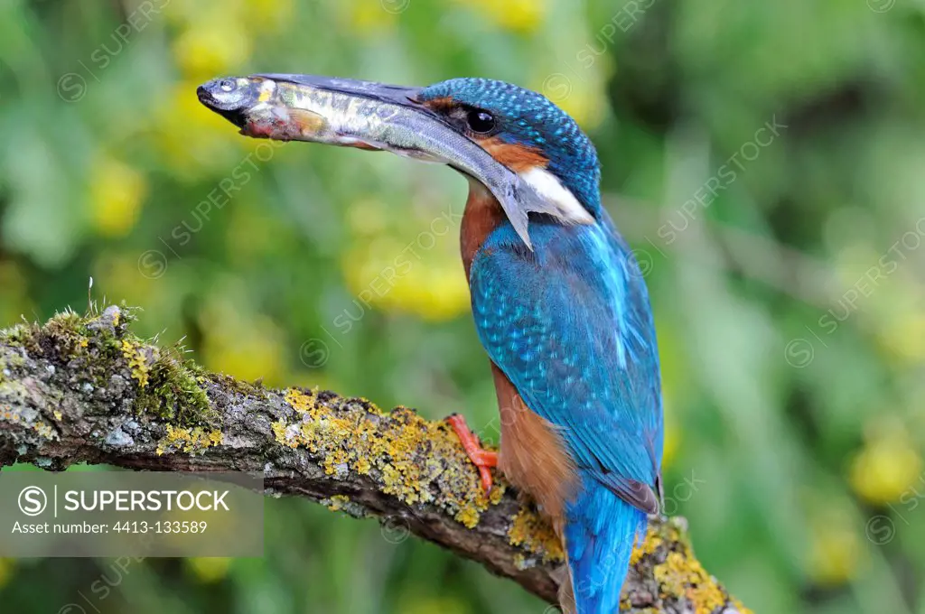 Common Kingfisher with captured minnow France
