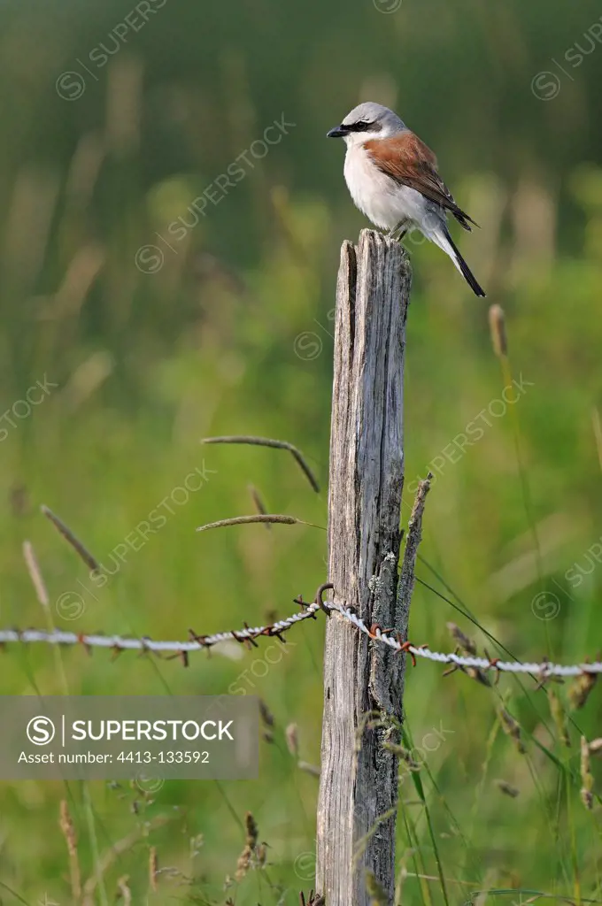 Red-backed Shrike male on a post grazing France