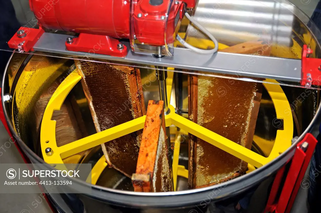 Honey harvest in a centrifuge France