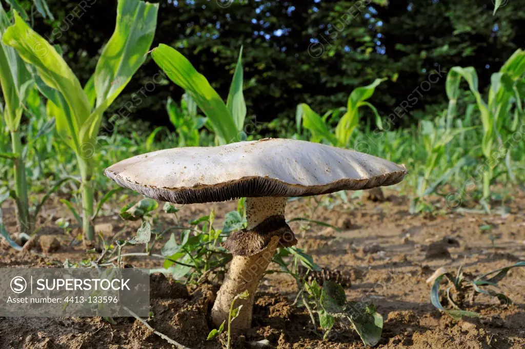 Horse Mushroom in a field of corn in the spring France