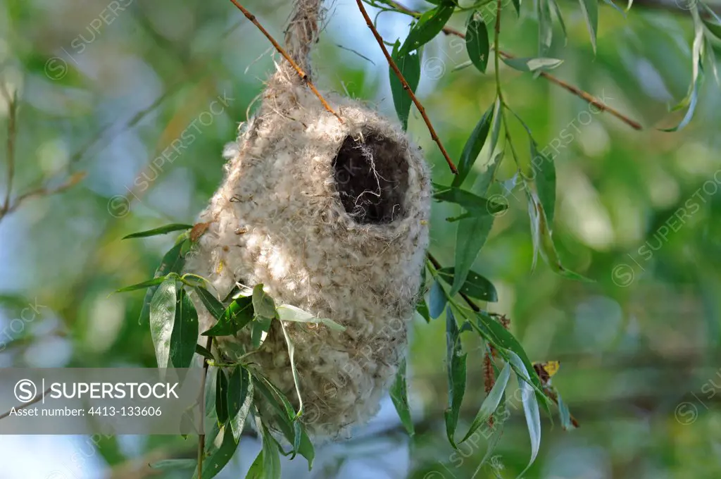 White-crowned Penduline tit nest on a willow Danube Delta