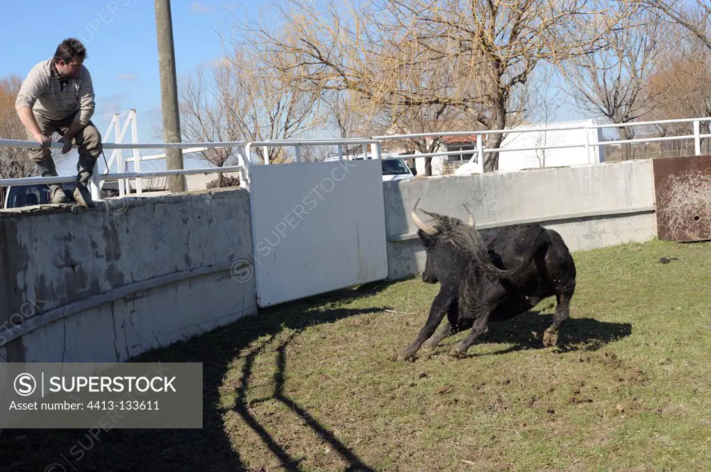 Prophylaxis session with a bull Camargue France