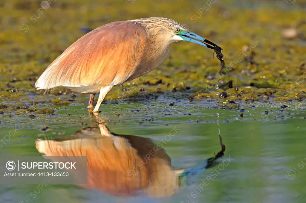 Squacco Heron fishing in a pond Danube Delta