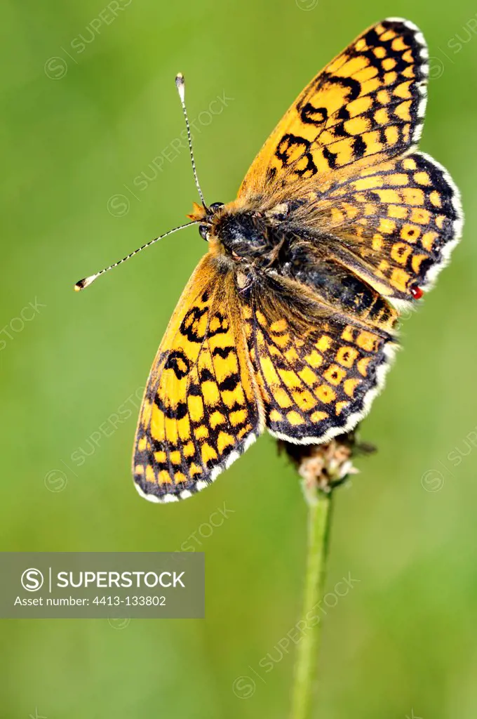 Glanville Fritillary in the spring in Limousin France