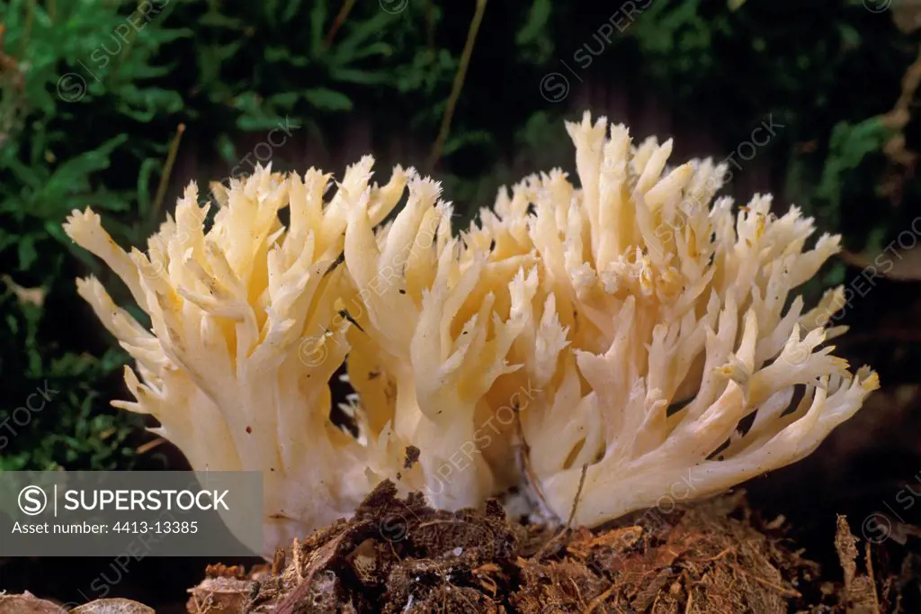 Crested coral fungus Essonne France