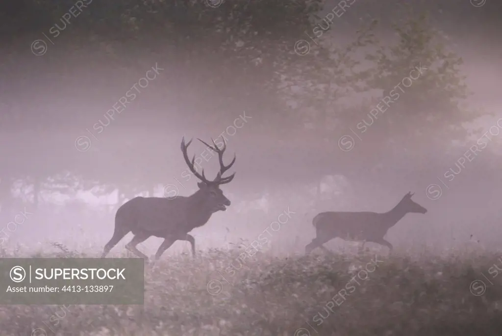 Red deer pursuing a hind in the morning mistFrance