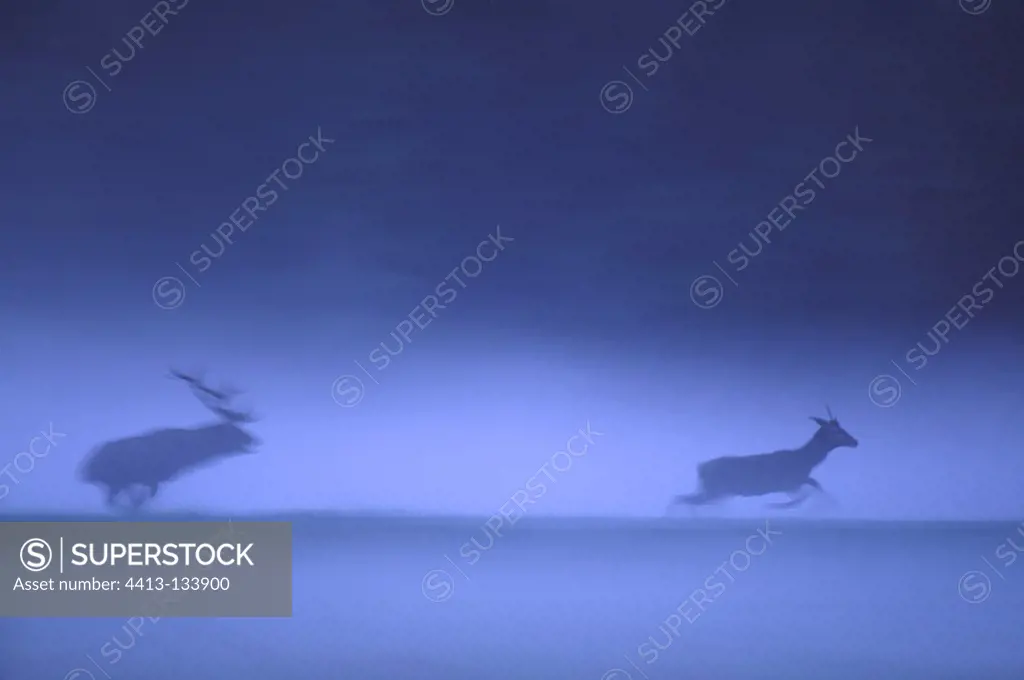 Red deer charging a young male in the eveningmist France