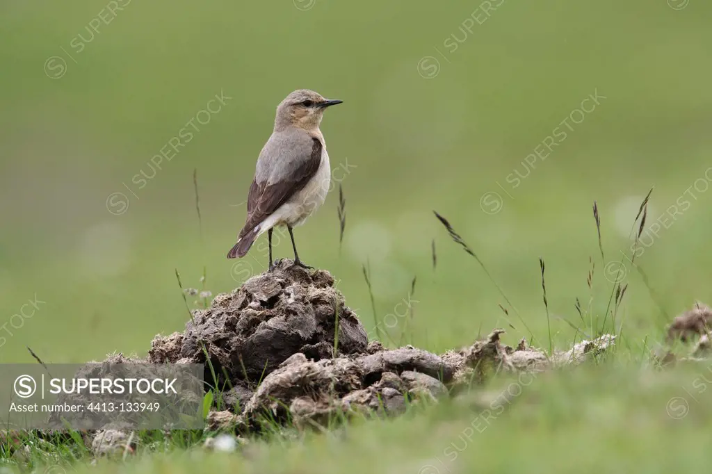 Female Northern Wheatear on cattle excrement Spain