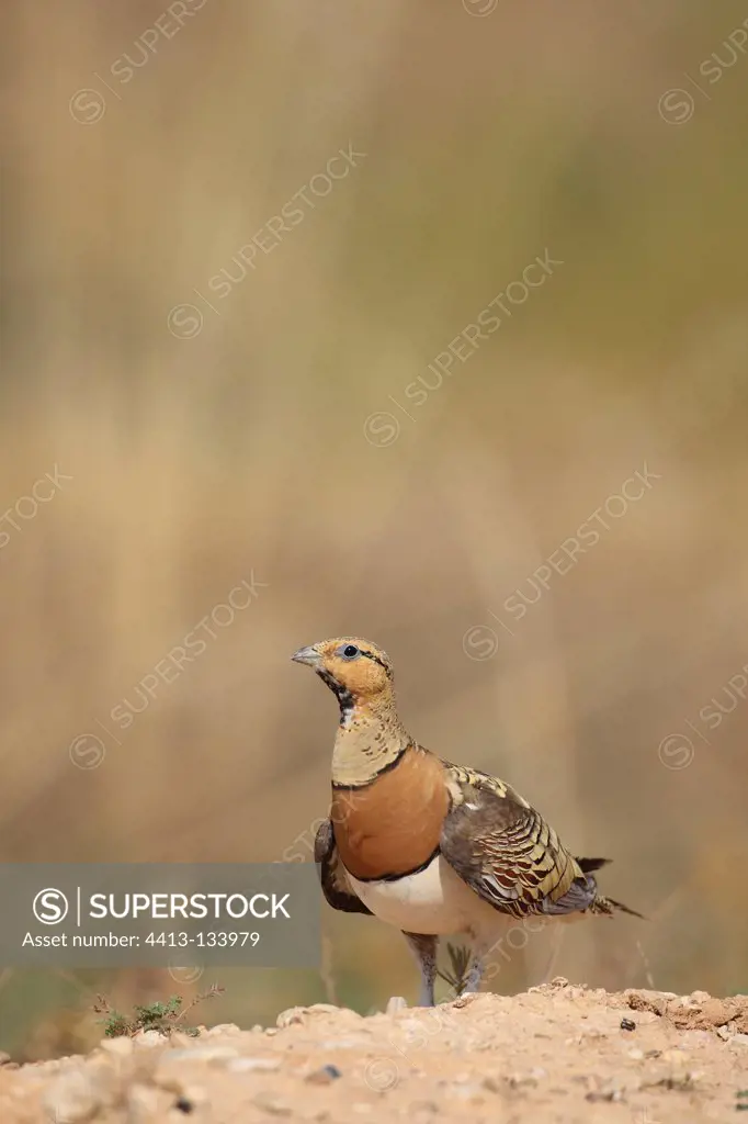 Male Pin-tailed sandgrouse on the ground Spain