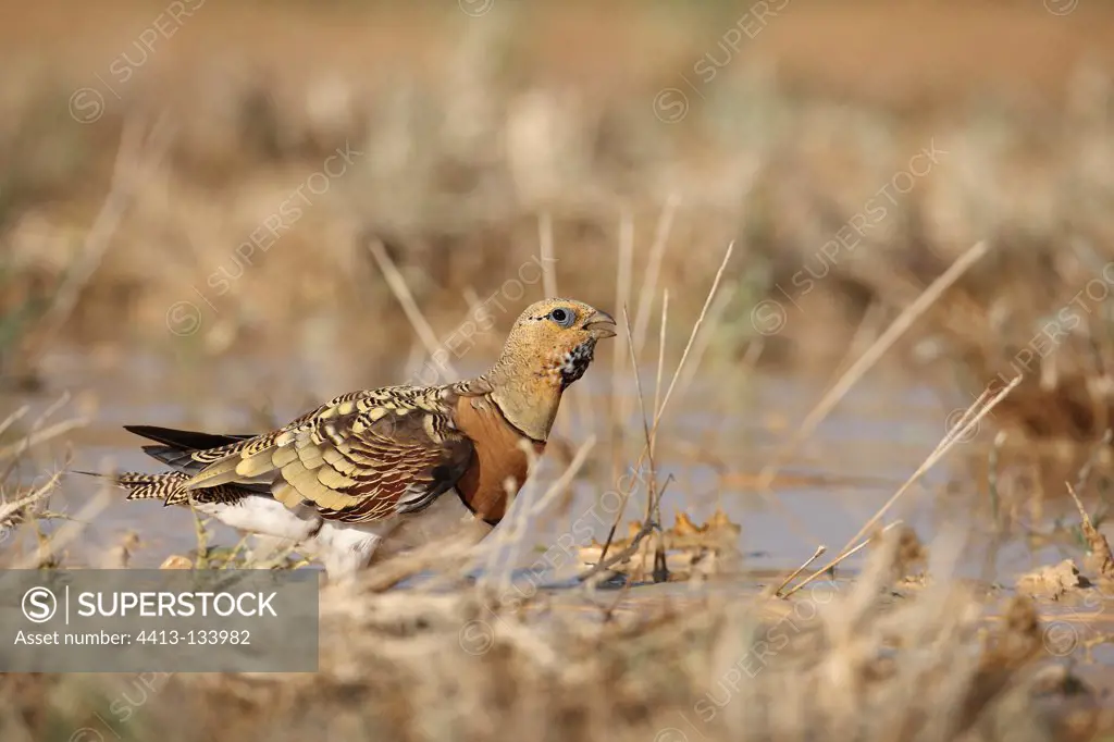 Male Pin-tailed sandgrouse drinking water Spain