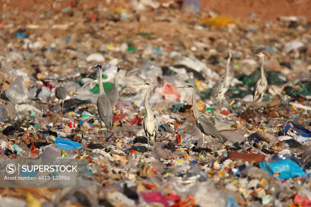 Grey Herons eating garbage in a rubbish dump Spain